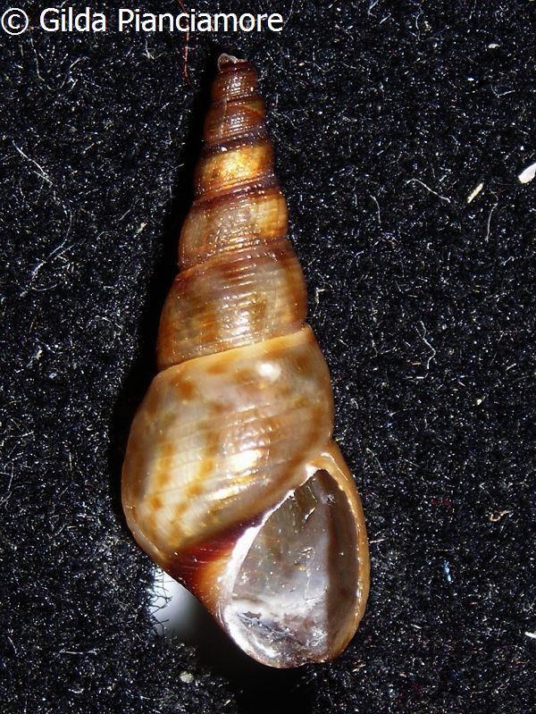 no photo for this shell
